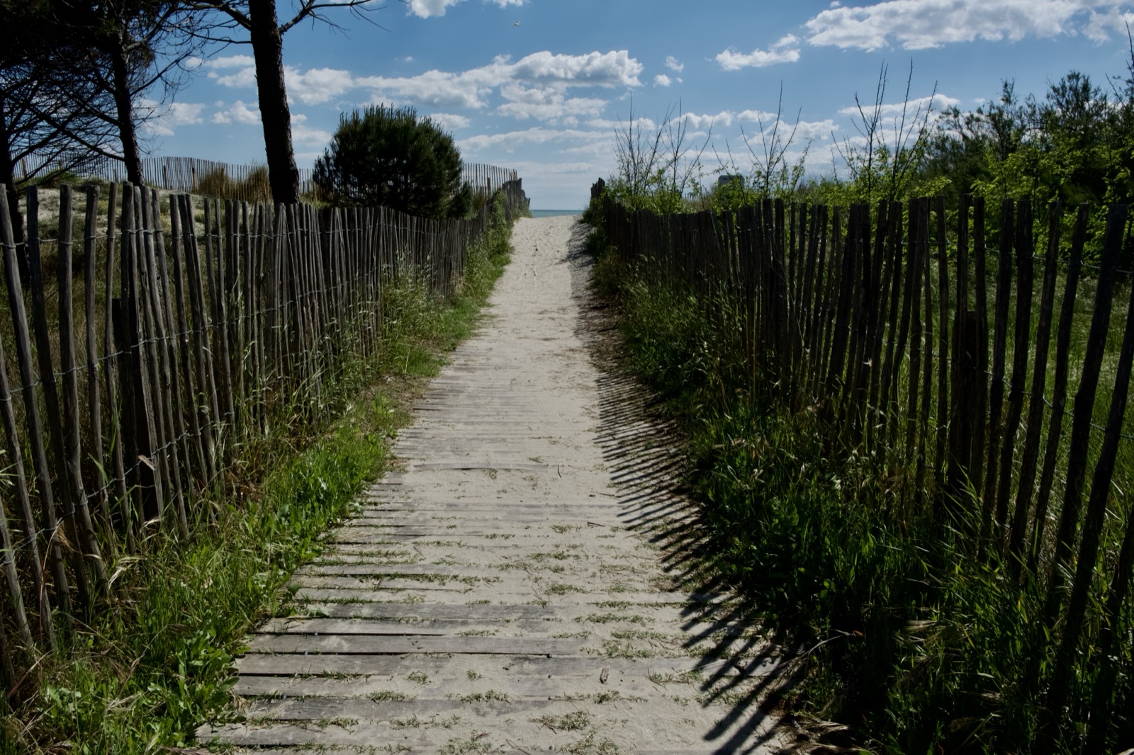 A path through the dunes